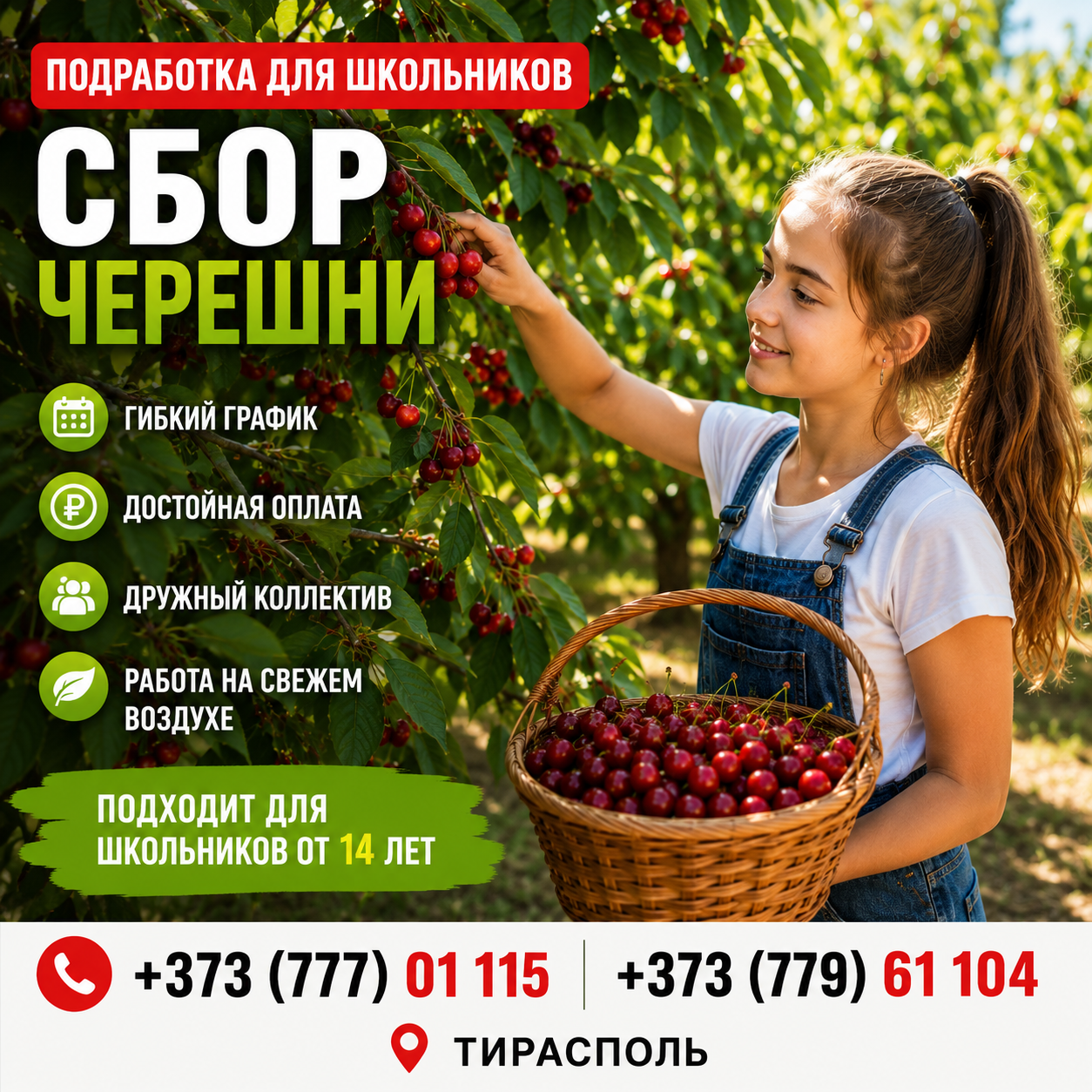 Работа на лето для школьников Тирасполь | Сезонный сбор черешни +373(777)-01-115